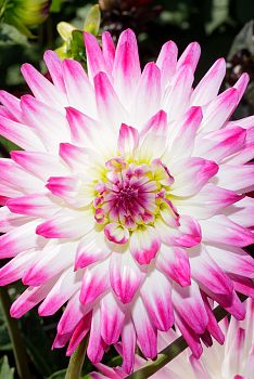 Георгина Хейли Джейн 1шт Садовита