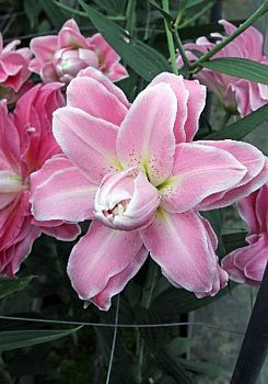 Лилия Акколейд 12/14 2шт