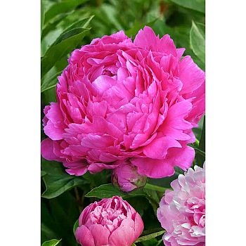 Пион Махровый Розовый 3/5 1шт Садовита