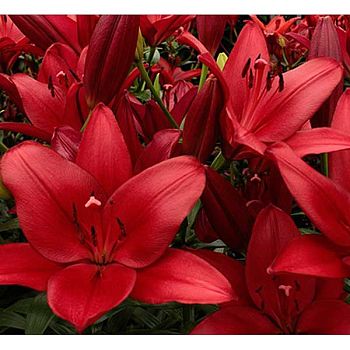 Лилия Атакама 12/14 7шт