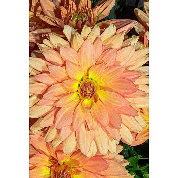 Георгина Винсент 1шт Садовита