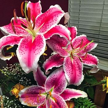 Лилия Карнавал 12/14 5 шт Садовита