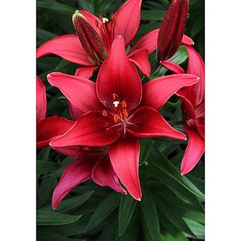 Лилия Тайни Гост 2шт