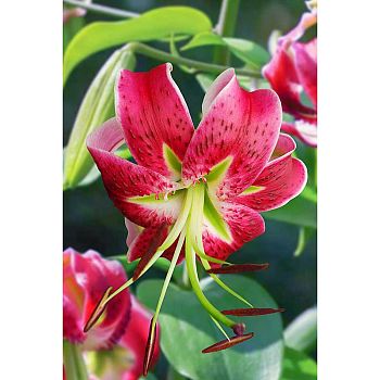 Лилия Ред Твинкл 12/14 5шт
