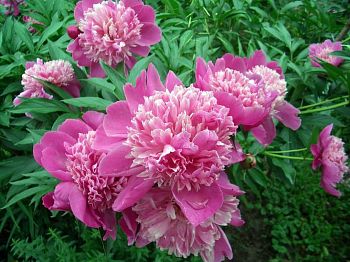 Пион Эдулис Суперба 2/3 1шт Садовита