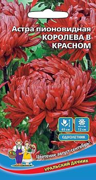 Цветы Астра Королева в красном пионовидная ц/п Марс
