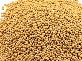 Горчица "Желтая " 20 кг НЕФАСОВАННАЯ 