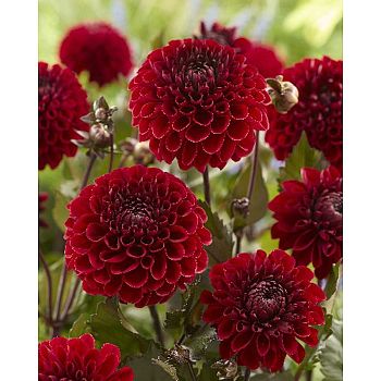 Георгина Баккара 1шт