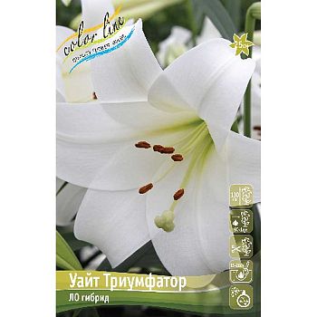 Лилия Уайт Триумфатор 12/14 2шт
