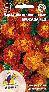 Цветы Бархатцы отклоненные Брокада ред ц/п Марс