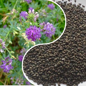 Люцерна 1кг фасованная