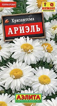Цветы Хризантема Ариель ц/п Аэлита*29
