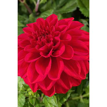 Георгина Эллен Хьюстон 1шт Садовита