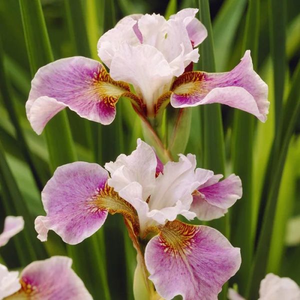 1aa2fb6bcf44cd549127b3907ede1499_1