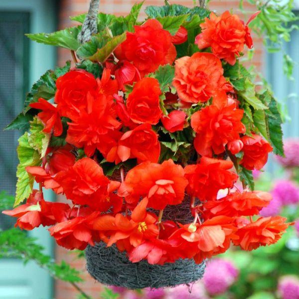 Бегония Каскад Пендула Алая 3шт Садовита
