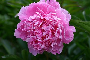 Пион Др.Александр Флэминг 1шт