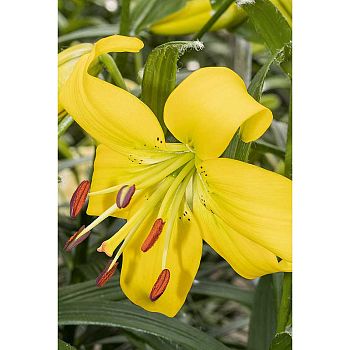 Лилия Перл Мелани 12/14 5шт Садовита 