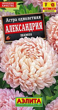 Цветы Астра Александрия шамоа ц/п Аэлита *29