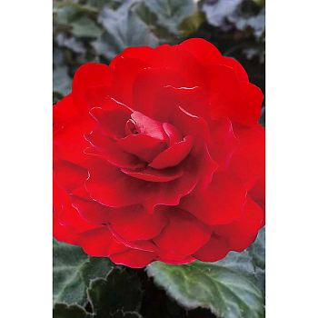 Бегония Нон Стоп Алая 5/6 3шт Садовита