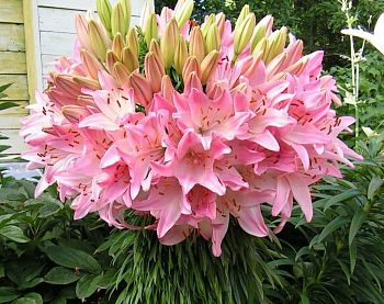 Лилия Марлен 16/18 3 шт