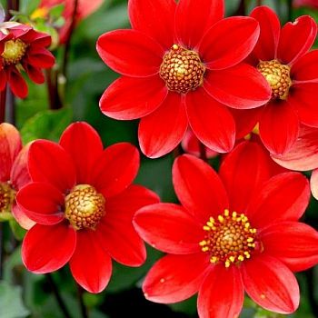 Георгина Топ Микс Красный 1шт