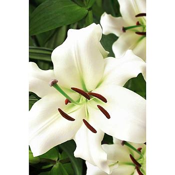 Лилия Притти Вумен 12/14 5шт Садовита
