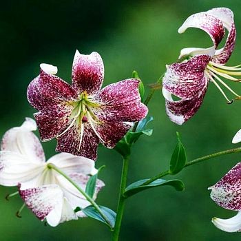 Лилия Пурпл Лайф 1шт