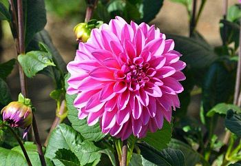 Георгина Артур Хамбли 1шт Садовита