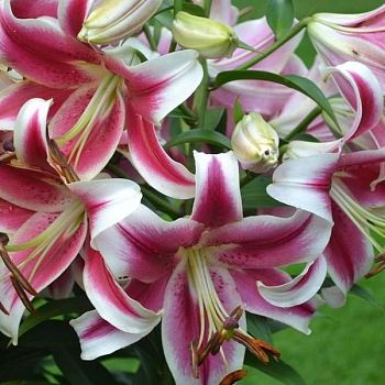Лилия Кэнди Клаб 12/14 5шт