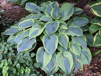 Хоста Алвантин Тейлор 2шт