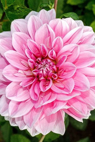 Георгина Левендер Перфегшн 1шт Садовита