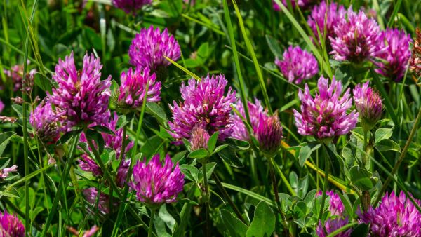 red-clover
