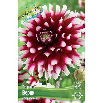 Георгина Вердина 1шт