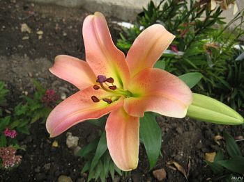 Лилия Зелмира 2шт