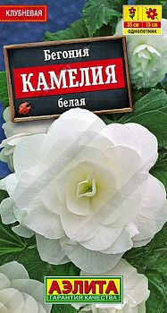 Цветы Бегония Камелия белая крупноцветковаяц/п Аэлита *29
