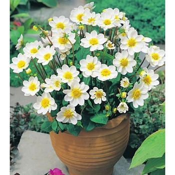 Георгина Топ Микс Белый (1шт)